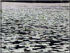 foto Lago di Fimon